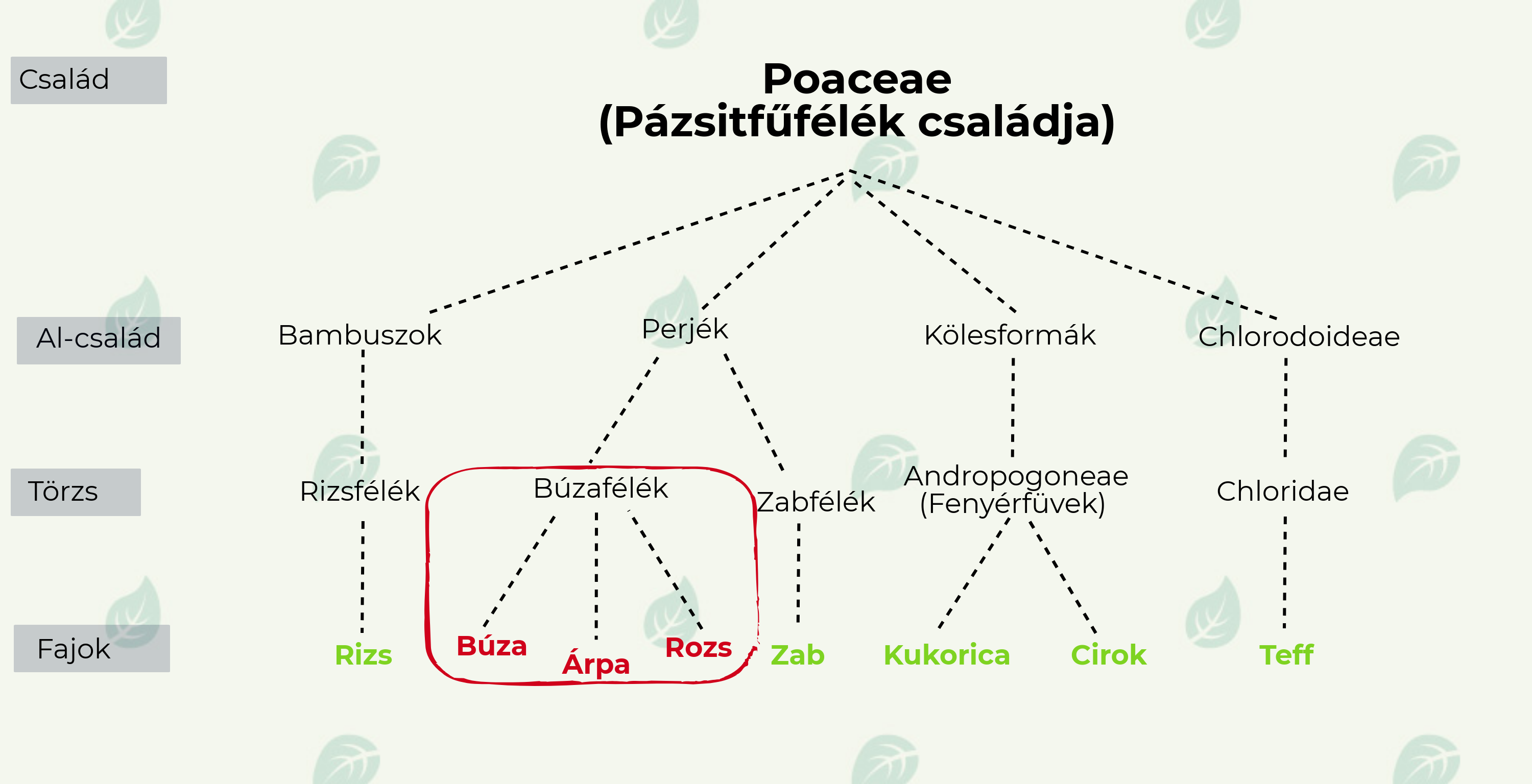 Szakembereknek 1. Lecke Gluténmentes diéta Mit ehetnek a coeliakiás