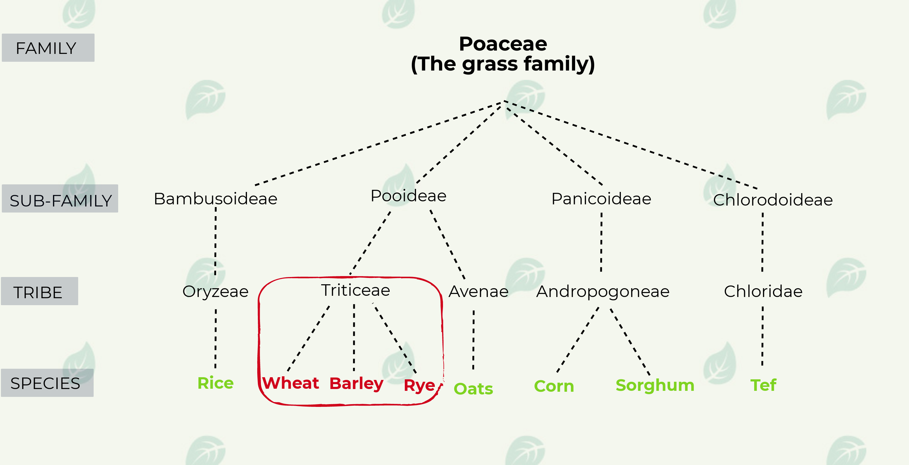 Szakembereknek 1. Lecke Gluténmentes diéta Mit ehetnek a coeliakiás