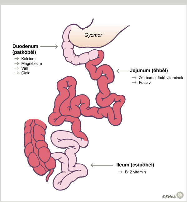 Different nutrients are absorbed in different parts of the small intestine