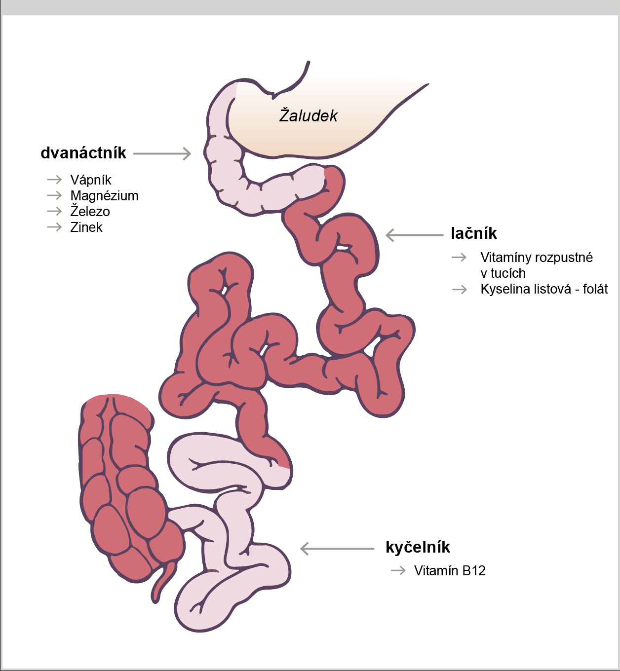 Different nutrients are absorbed in different parts of the small intestine