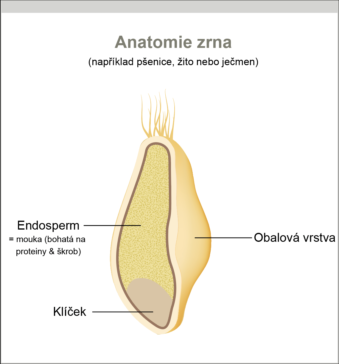Figure 1 - Anatomy of a grain
