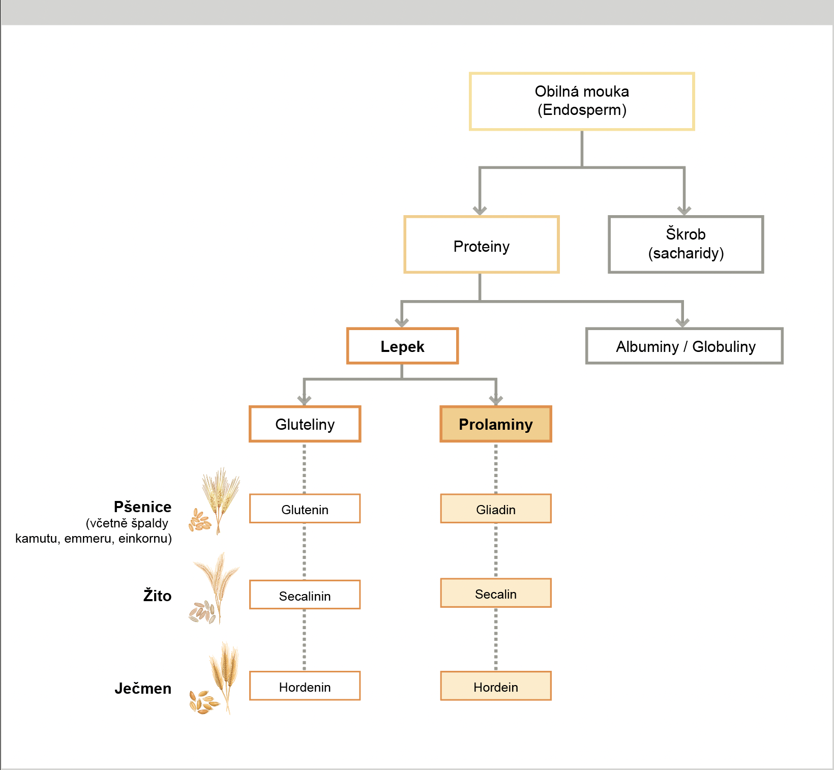 Figure 2: Gluten proteins in the major gluten containing cereals.